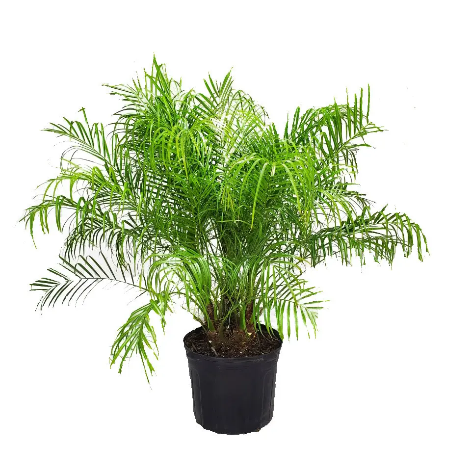 Pygmy Date Palm (7 Gallon / 14" Planter) | Live Palm Tree Plant | Tropical Plants of Florida