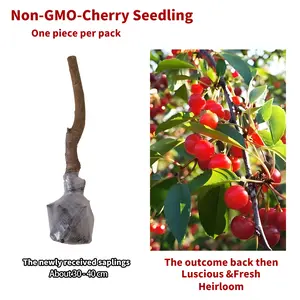 (ML#ZR)Sweet Cherry Sapling, Prunus avium, Live Fruit Tree Seedling, Dwarf & Standard Variety, Home Garden Backyard Planting, Non-GMO, Easy to Grow,
