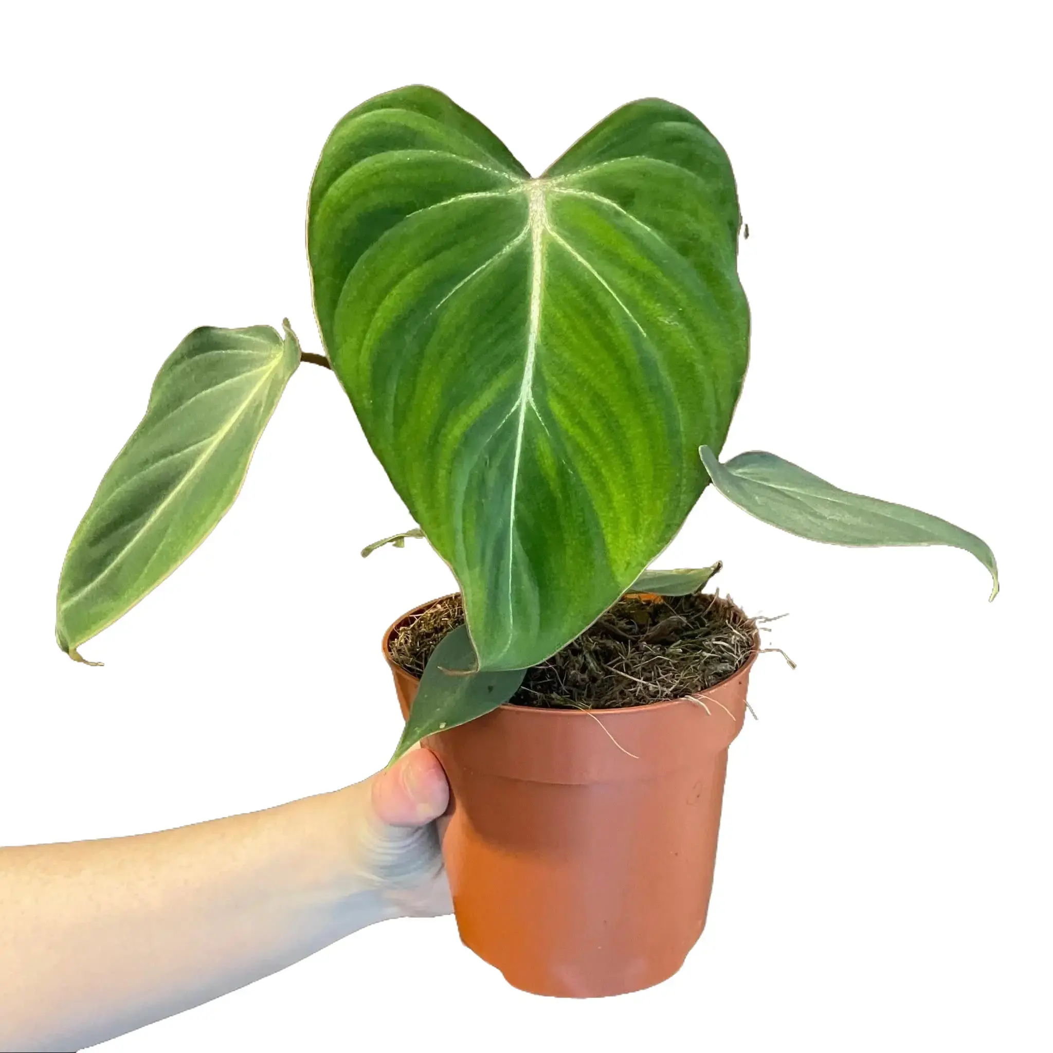 4" Philodendron Gloriosum – Indoor Live Plant, Velvety Heart-Shaped Leaves, Striking White Veins, Medium Size, Air Purifying, Rare Tropical Aroid, Bright Indirect Light, Beginner Friendly, Statement Houseplant