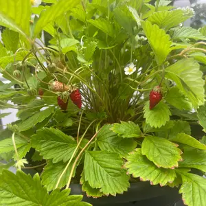 Alexandria Alpine Strawberry Seeds (Fragaria vesca) Traditional alpine strawberry with intense aroma and small, flavorful red berries; excellent for edging, containers, and gourmet desserts