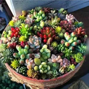 1000+ Mixed Succulent Seeds - Beautiful, Non-gmo Garden Seeds for Vibrant Indoor and Outdoor Gardening