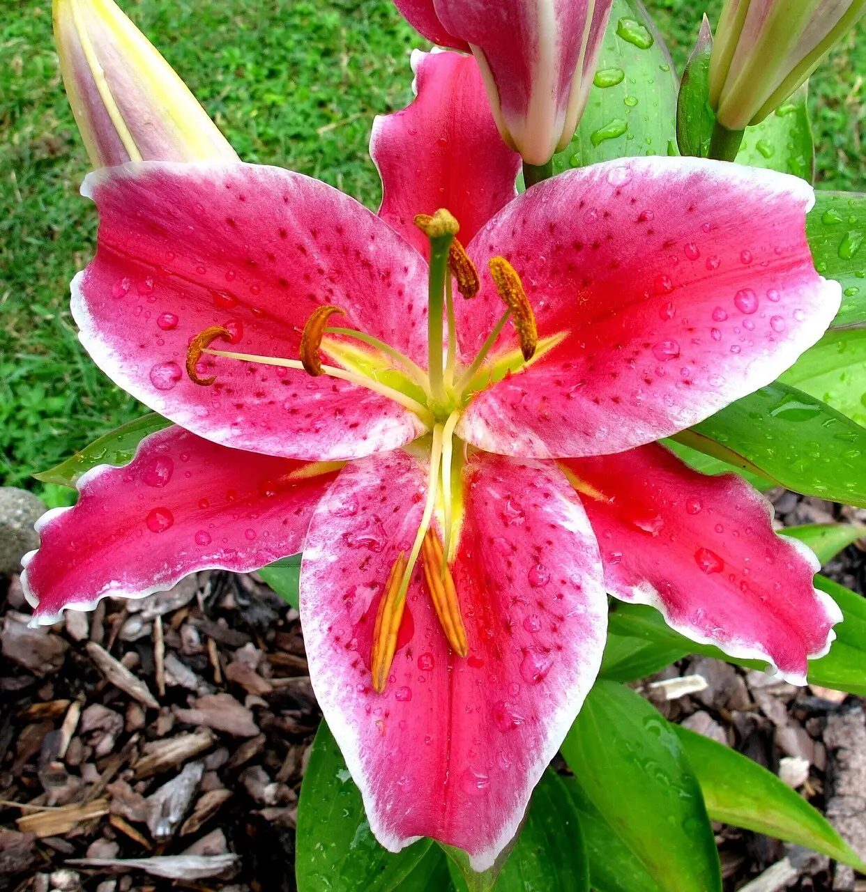 Stargazer Oriental Lilies Starter Plant - 2-4 ft Garden Flower Plant for Gardeners, Pollinator-Attracting, Continuous Blooming, Dramatic Addition to Home Improvement Projects, 2 To 4 Feet