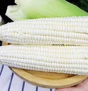50 Sweet White Corn Seeds High Yield Delicious Flavor for Backyard Gardens Fast Growing & Versatile Use Perfect for Grilling Boiling or Fresh Eating