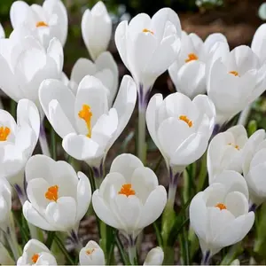 Mixed Crocus Bulbs Blue Moon Heirloom Non GMO Large Blooms Easy Grow Perennial Spring Flowers Ideal for Garden Beds Borders Containers Outdoor Planting