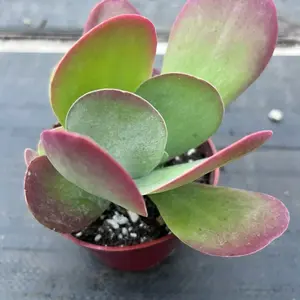 Paddle Plant | Kalanchoe thyrsiflora | Flapjack Succulent in 4” Pot | Desert Rose Succulent