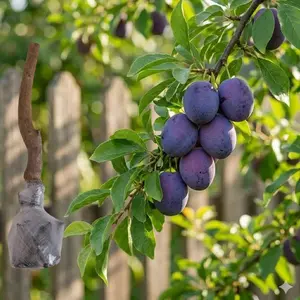 (LZ#FF) Fresh Prune Plum Tree Sapling, Uncommon Garden Fruit Shrub, Perennial Young Tree for Backyard, Lawn & Balcony Large Planter Growing, Beginner-Friendly Plant for Exotic Fruit Tree Collection