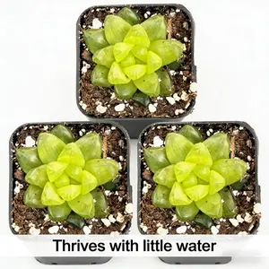 Cooper Pineapple Palm is a live plant with crystal clear leaves and strong drought resistance. It does not require frequent watering and is suitable for desktop, balcony, and mini garden decoration. It is easy to plant and designed for succulent enthusias