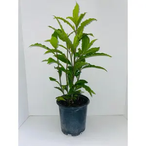 Anamu full plant with roots