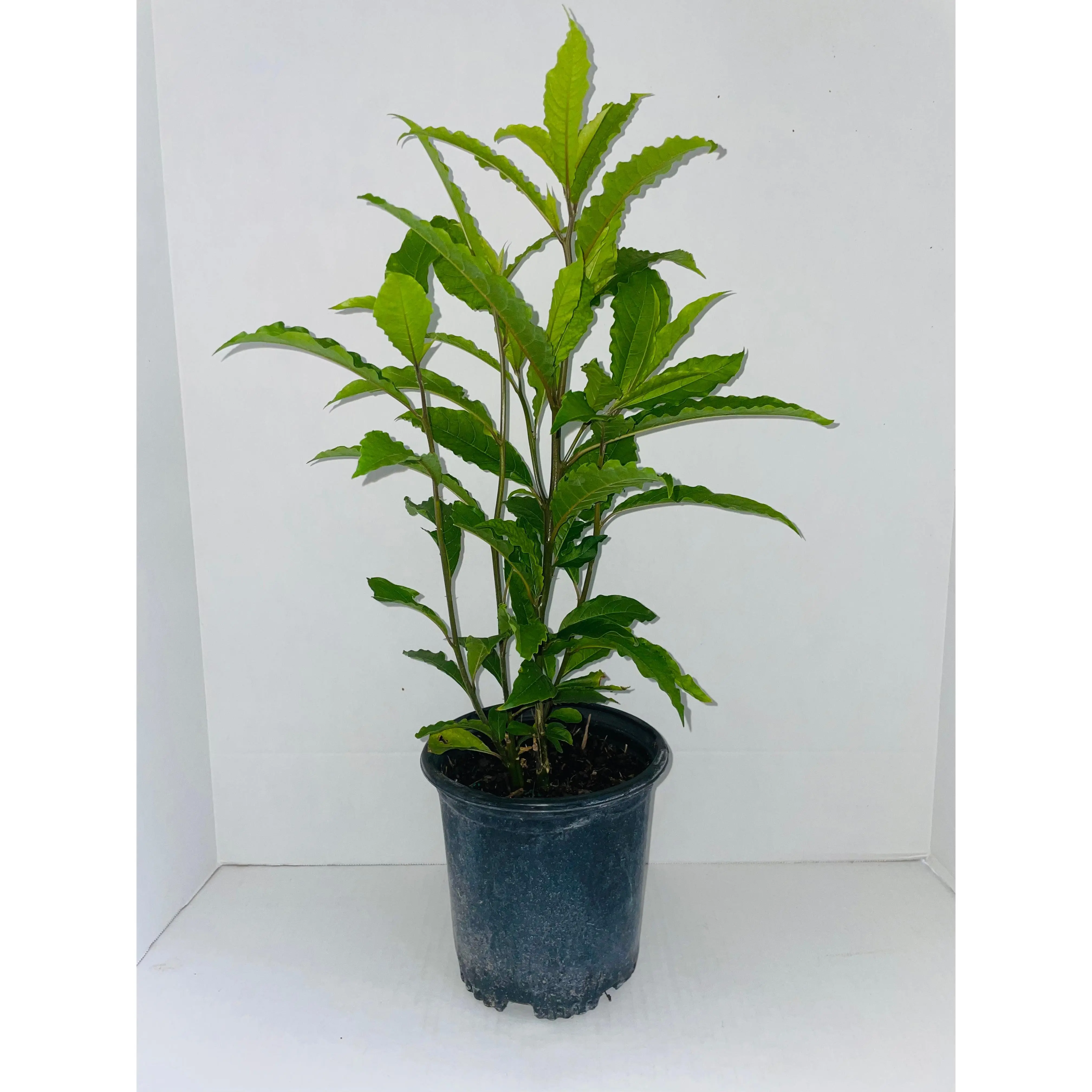 Anamu full plant with roots