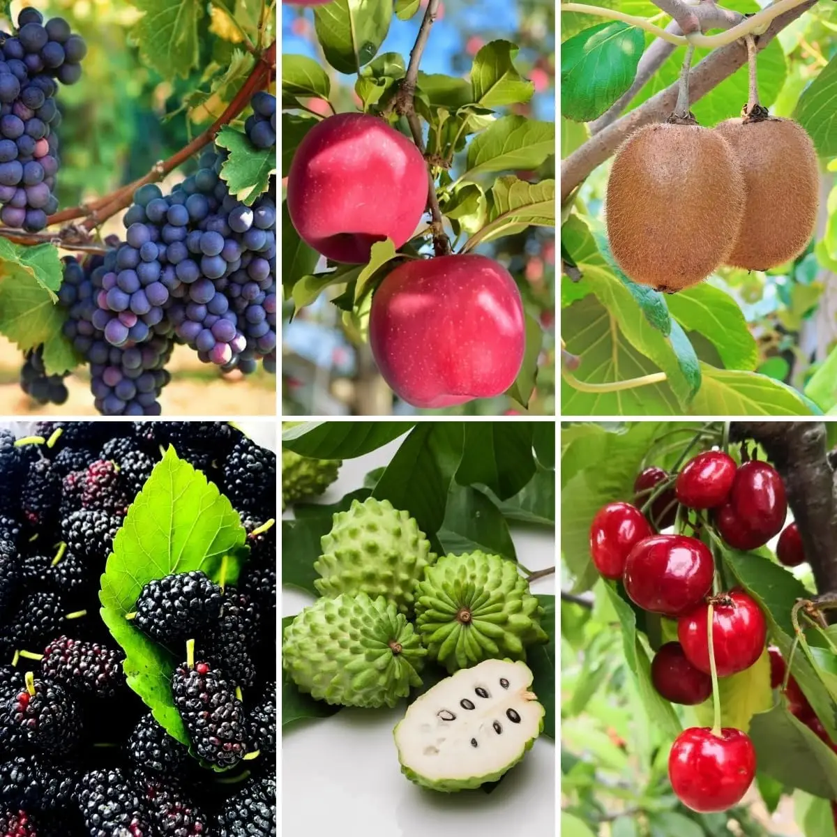 430PCS Heirloom Mixed Fruit Seeds for Planting, Fruit Seed Collection Including Grape, Apple, Kiwi, Sugar Apple, Mulberry & Cherry for Home Garden Growing