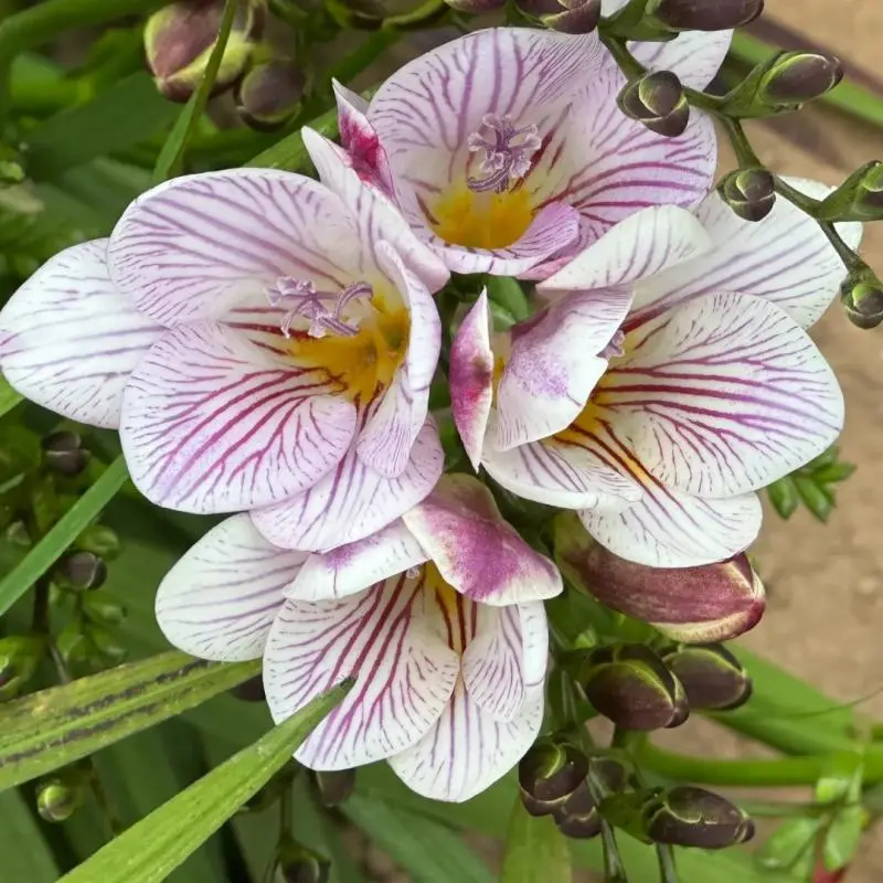 Mixed-Color Freesia Bulbs, Strong-Fragrance Perennial Bulb Flowers, for Balcony Potting, Courtyard Decoration, Cut-Flower Use
