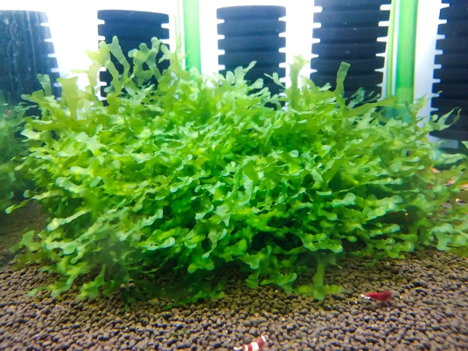 Buy 2 Get 1 Free* Subwassertang Moss - Aquarium Moss 4oz Easy Low Light Fish Tank Plant. Great For Shrimp