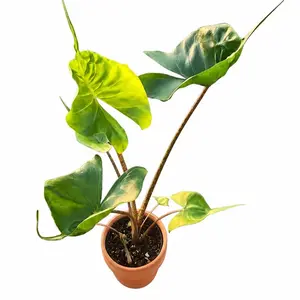 Alocasia Stingray Tissue Culture Plant – Grower’s Choice