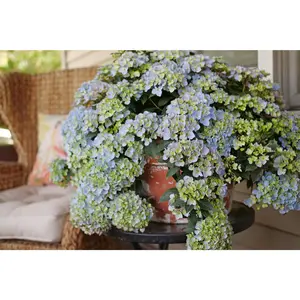 Fairytrail Fresco® Cascade Hydrangea