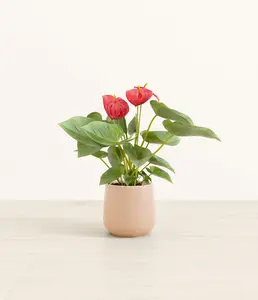 Anthurium Red