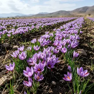 100pcs Perennial Saffron Crocus Seeds, Year-round Home Spice Source, Hardy Outdoor Flower Seeds