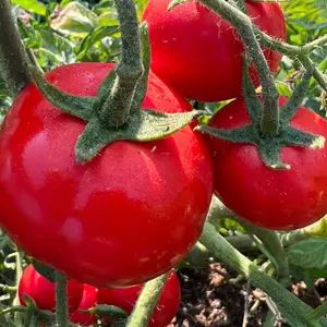 Oregon Spring Tomato Open-Pollinated Seeds (Solanum lycopersicum) Early, cold-tolerant slicers with rich flavor and heavy sets
