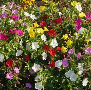Four O'Clock Seeds for Planting - 100+ Mixed Four O'clock Flower Seeds Exotic Garden Flowers Non-GMO, Heirloom Seeds