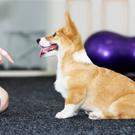 Pet Training Clicker with Wrist Strap - Dog Training Clickers (New Black + Blue)