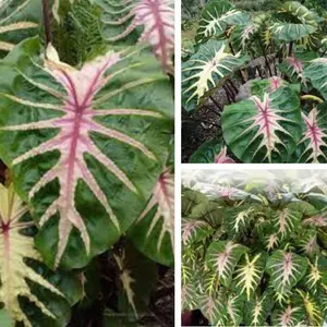 Colocasia “Waikiki” Escuelenta Elephant Ear Starter Plant - white and pink Colocasia  3 to 6 inch Tall ship in pot
