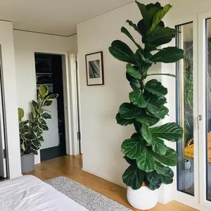 Ficus Lyrata Bambino Little Fiddle leaf Fig 2-3ft tall live tropical plant Decor Decorative Trees Room Fruit Light Minimalist Plastic Ornaments