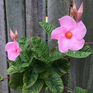 Mandevilla Plant Live, Mandevilla Light Pink Alice Dupont Flower Plant, 5 to 9 Inc Tall, Mandevilla Well Rooted, Live Mandevilla Plants Outdoors, Mandevilla Live Plants for Growing Indoors