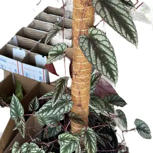 Cissus Discolor 8” Potted Live Plant - Rex Begonia Vine - Rare Exotic Houseplant - Tapestry Vine - Iridescent Foliage - Burgundy Undersides - Tropical Gift - Climbing Vine - Silver, Purple, Green - Unique Indoor Plant - Tendril Climber