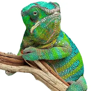 manzanita  terrarium real wood for reptile enclosures.