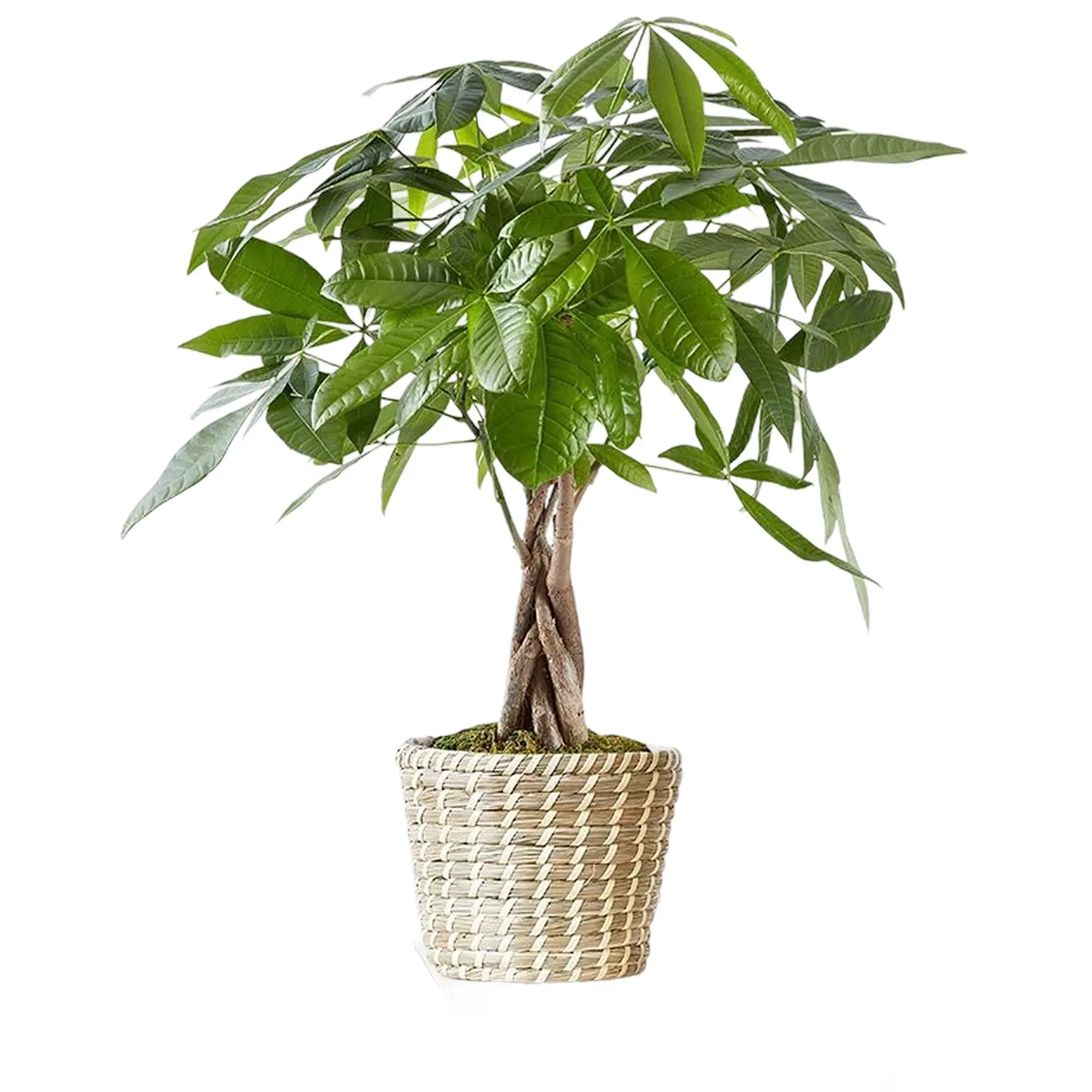 1800 Flowers - Money Tree Medium | Potted Money Tree for Delivery
