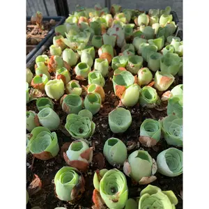 Greenovia mix - April Farm/Rare Succulents