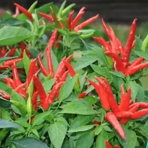 Live Super Chili Pepper Plant