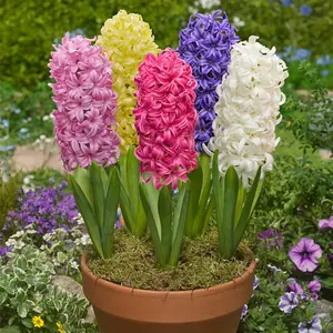 Hyacinth Seeds – Stunning Fragrant Hyacinth Flowers, Beginner-Friendly & Non-GMO, Easy to Grow for Garden, Pots, Indoor & Outdoor, Colorful Spring Blooming Ornamental Flower, Perfect Gift for Garden Lovers