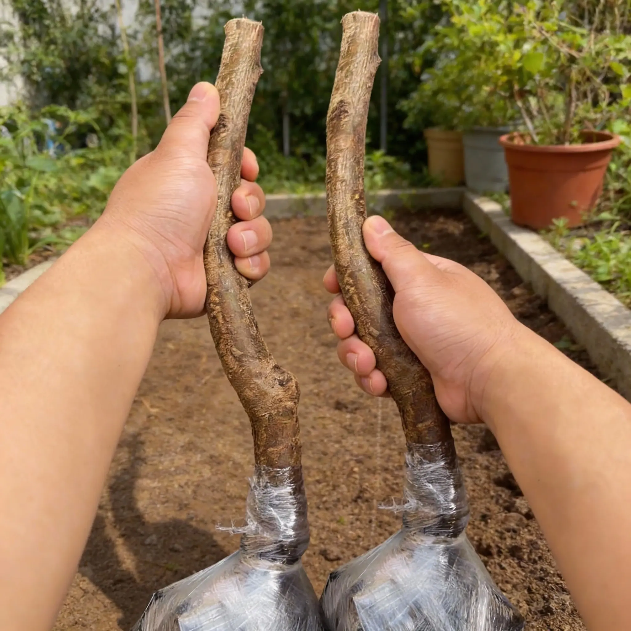 Two saplings