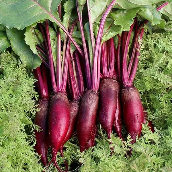 Cylindra Beet (Beta vulgaris 'Cylindra') Organic Seeds – Unique Cylindrical Roots, Sweet Flavor, Excellent for Slicing and Roasting