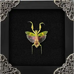 Framed Flower Mantis, Dried Insect Green Mantis, Shadow Box Black Frame, Bug Art, Oddity Curiosity Decor, Tabletop Stand, Wall Hanging, Home Accent, Taxidermy Display