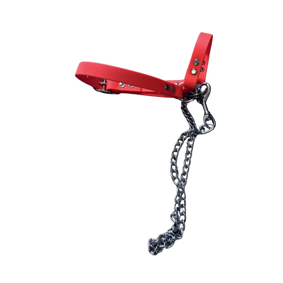 Goat Halter with Chain Lead