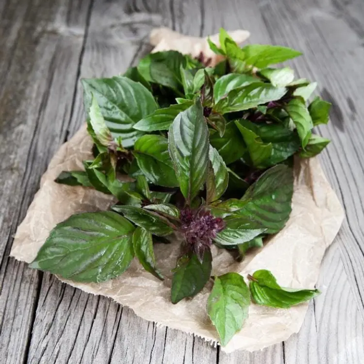 Thai Basil Seeds