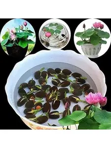 Bowl Lotus Seeds, 10 Pcs - Ready for Planting in Indoor and Outdoor Aquatic Gardens, Simple Growth, Minimal Care, Guide Included