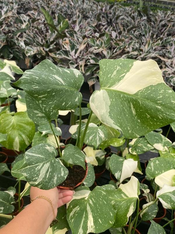 Monstera Thai Constellation : Indoor Plants - Easy Care Houseplant - Starter Plant ,Live Indoor, Easy to Grow - Beginner Plant