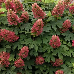Ruby Slippers Oakleaf Hydrangea
