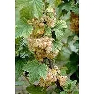 White Imperial Currant