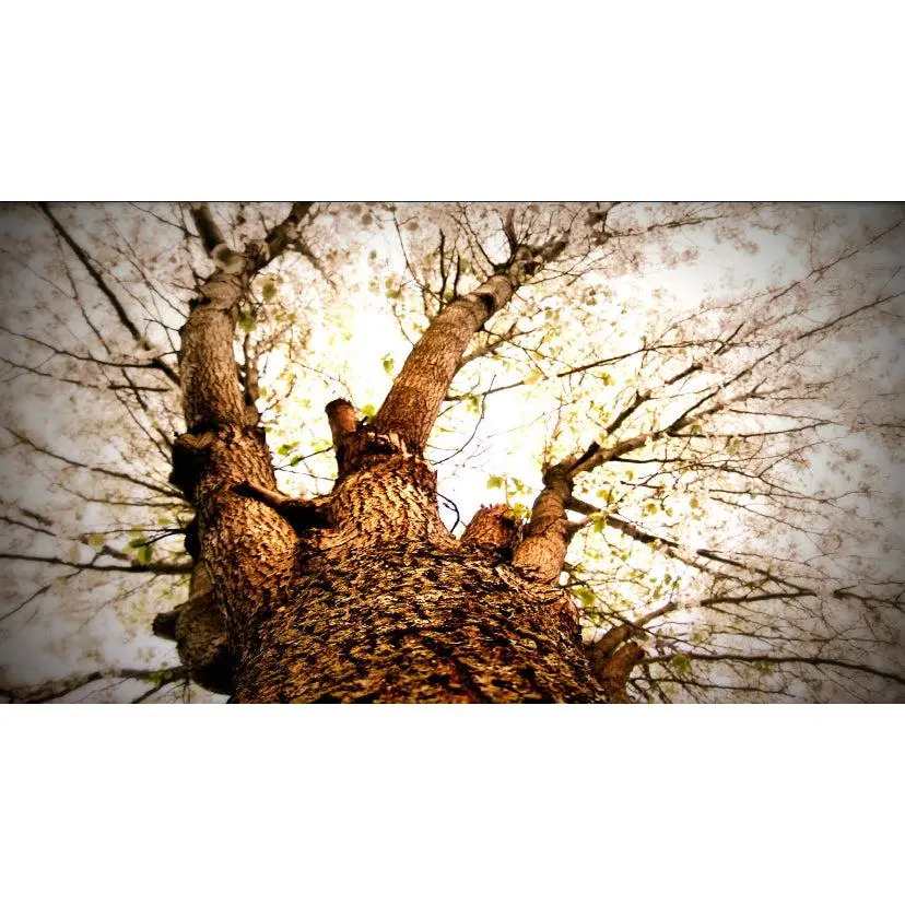 Up the Tree in Spring