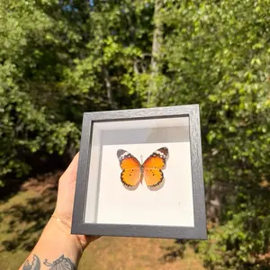 Decorative Butterfly Frame, Wall-Mounted Tabletop Display Frame for Home Office Decoration