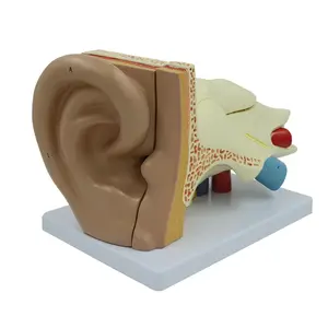 Medical Human Big Ear Anatomical Model: 5 Parts
