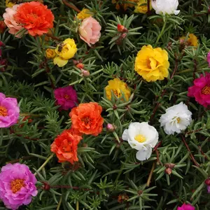 1000pcsMixed Moss Rose Heirloom Seeds - Portulaca Grandiflora Mix, Also Known as Moss-rose Purslane, Eleven O'clock, Mexican Rose, Sun Rose, and Rock Rose - Heat & Drought-tolerant Garden Seeds