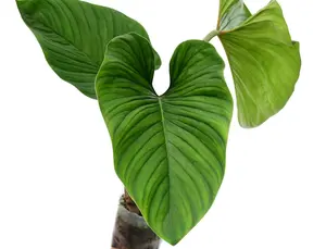 Philodendron verrucapetiolum