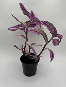 Tradescantia Nanouk | 4 Inch Pot | House Plant | Live Plant | Decoration