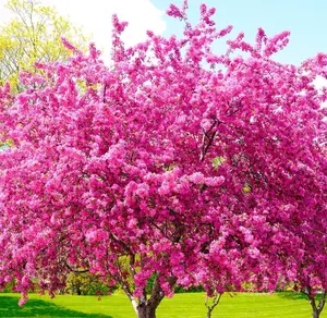 Eastern Redbud Tree Live Plant in Quart Pot, Pink Flowering Ornamental Tree, 8-14" Tall, Hardy Redbud Seedling for Outdoor Landscaping, Winter Dormant