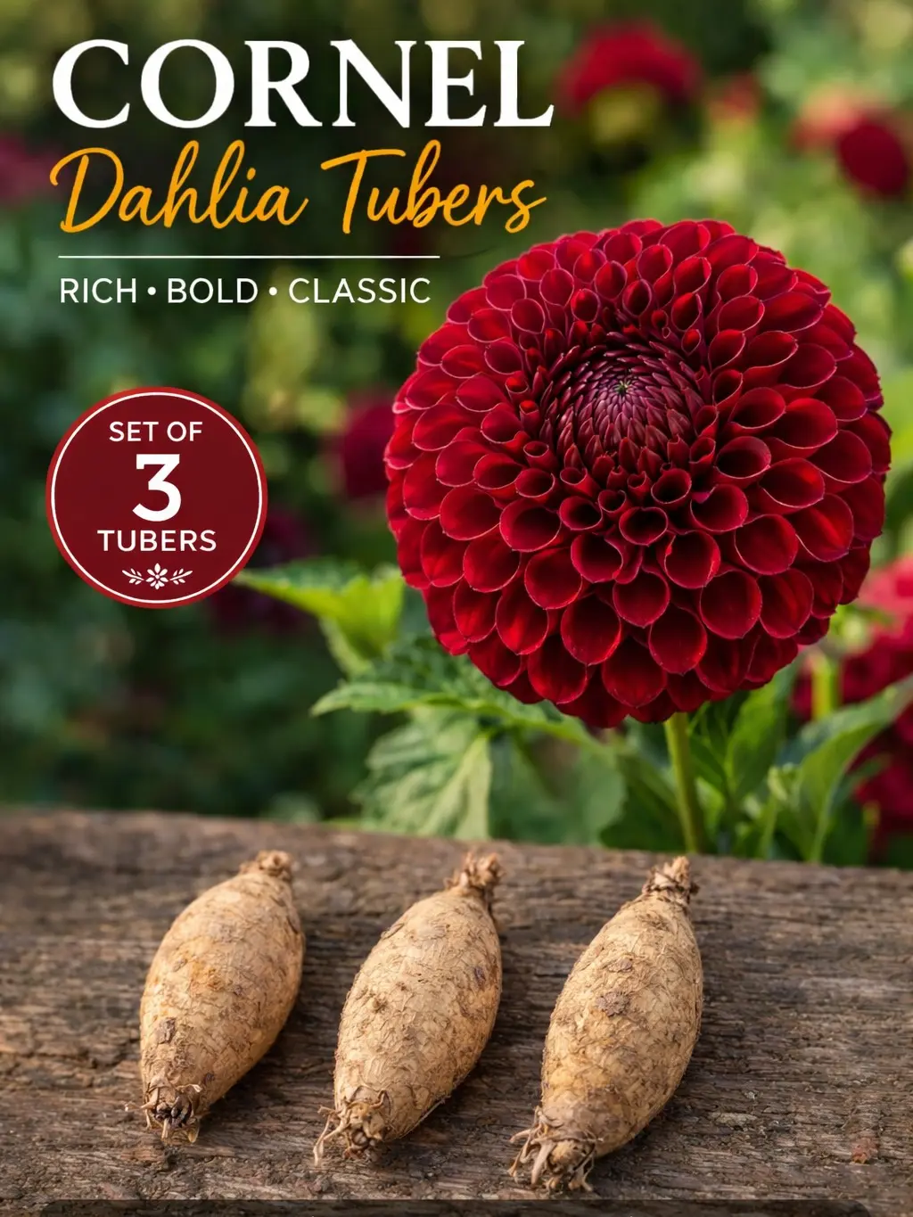 Cornel Dahlia Tuber - 3 pack