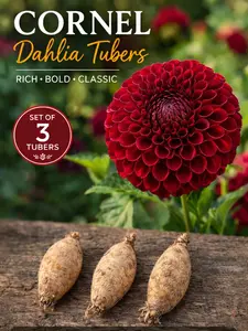 Cornel Dahlia Tuber - 3 pack